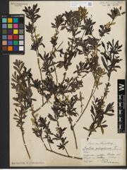 Foto von Salix purpurea L.